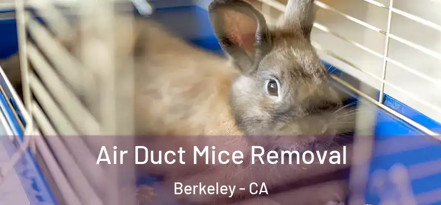 Air Duct Mice Removal Berkeley - CA