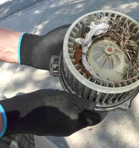 About Air Duct Mice Removal in Berkeley, CA